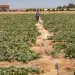A person walks along a dirt path between rows of green plants in a field, with irrigation hoses running alongside. A building and distant trees are visible in the background under a clear sky.